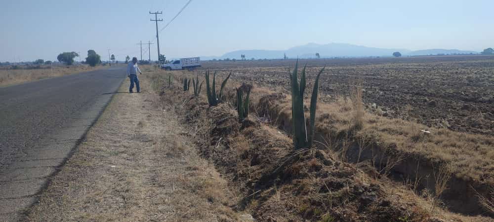 1686170045 El maguey es un excelente aliado de la naturaleza Mas