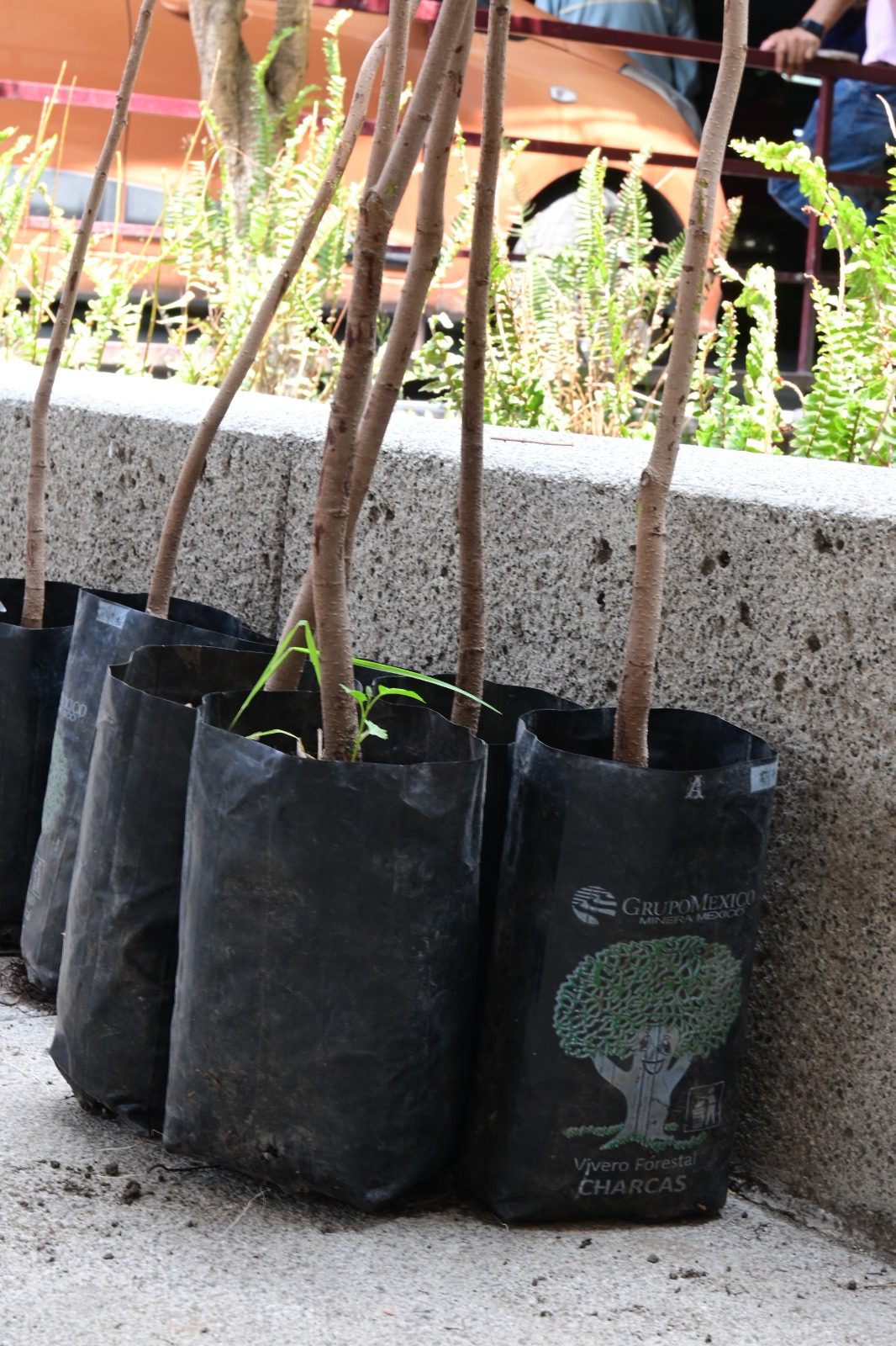 1686232955 994 Estas personas ya adoptaron un arbol ¡Tu tambien ven por