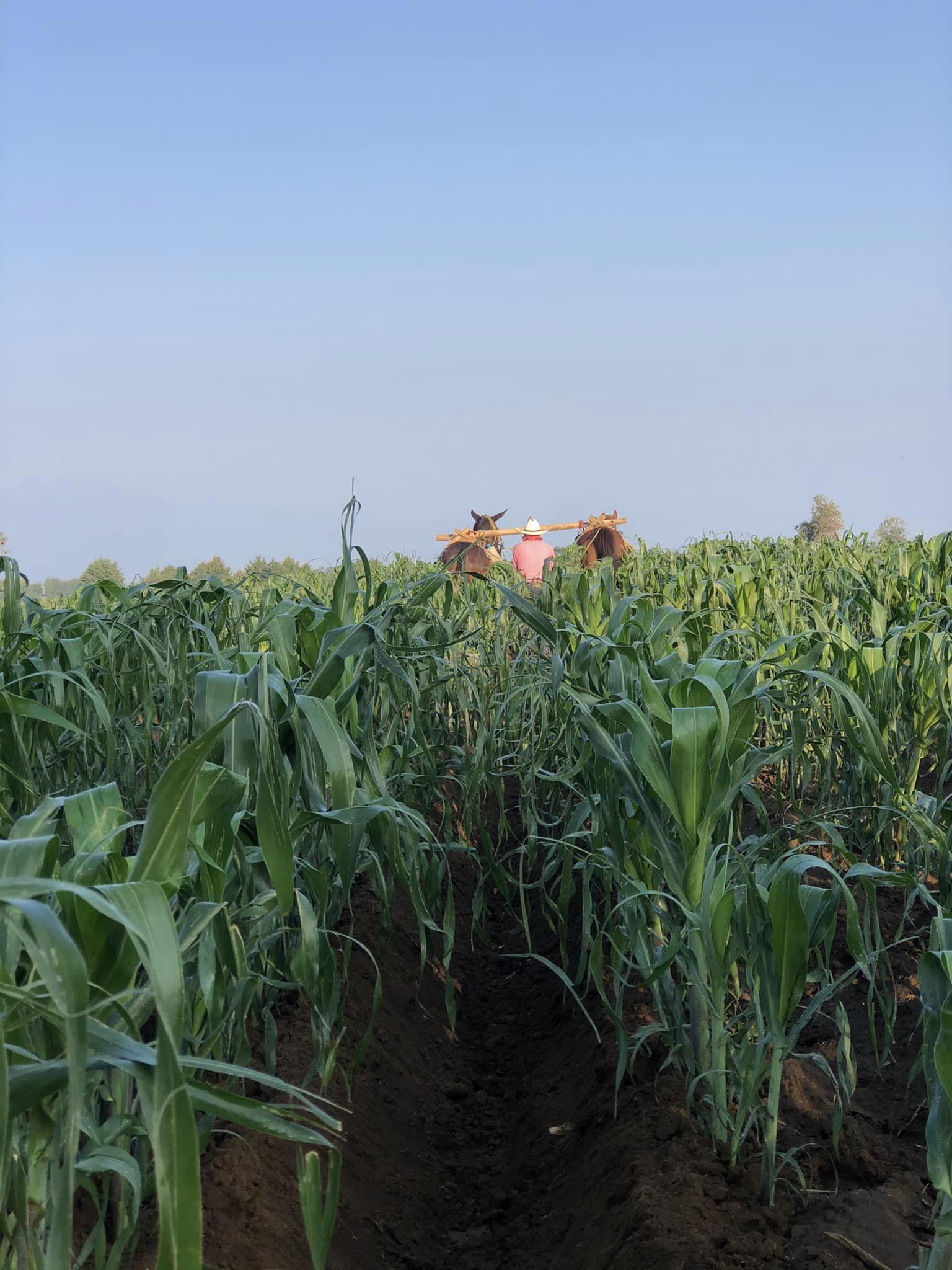 1686235950 655 Xalatlaco gente honesta con su tierra productores del campo de