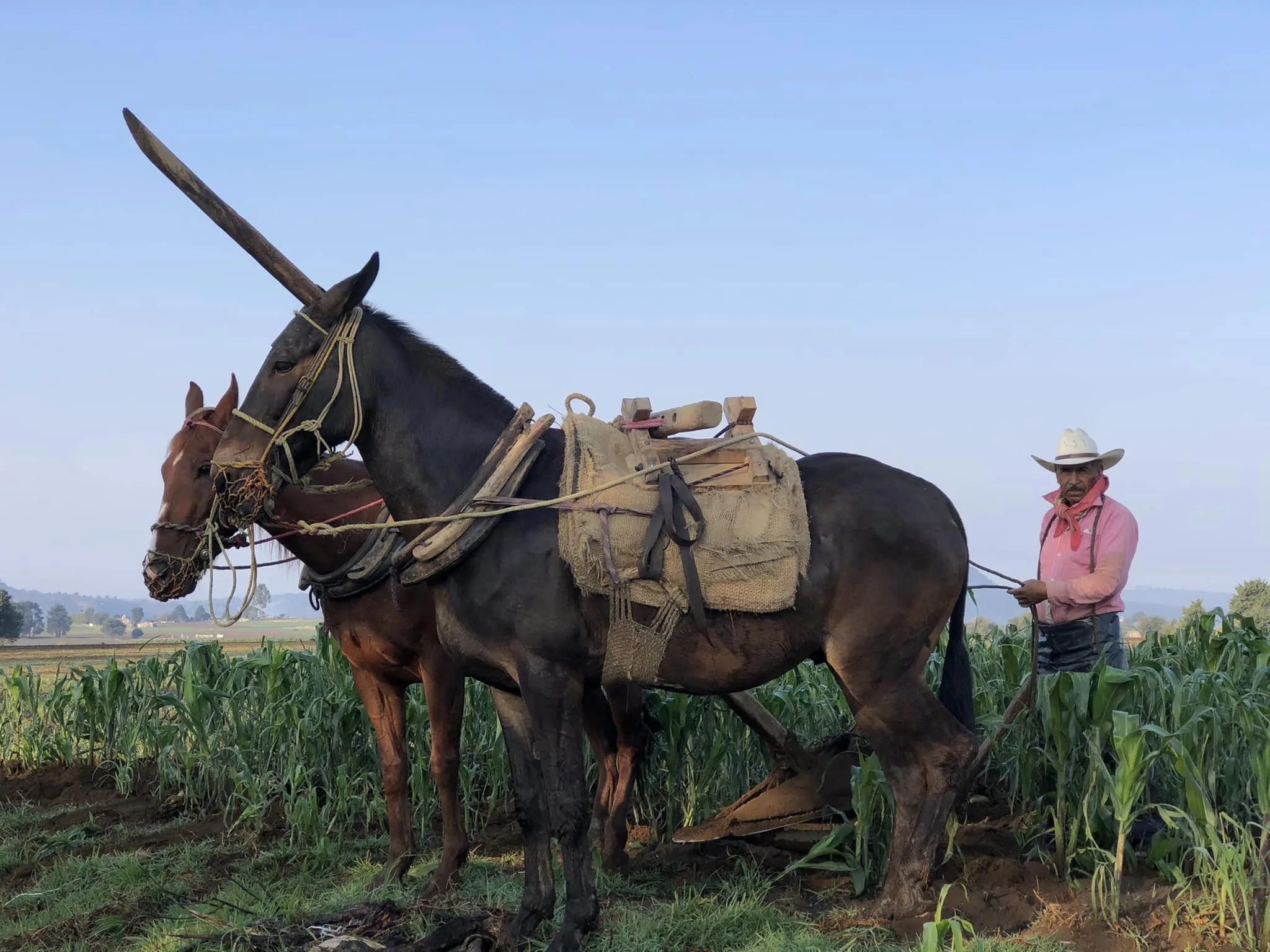 1686235985 Xalatlaco gente honesta con su tierra productores del campo de jpg