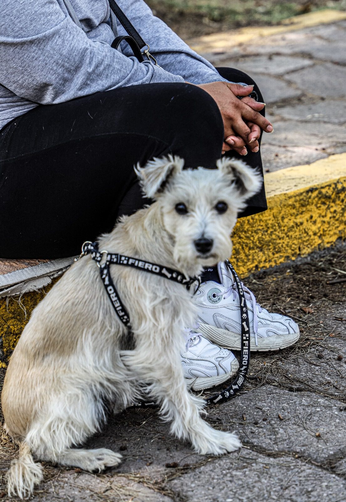 1686256876 905 Los propietarios responsables de sus mascotas acudieron el dia de