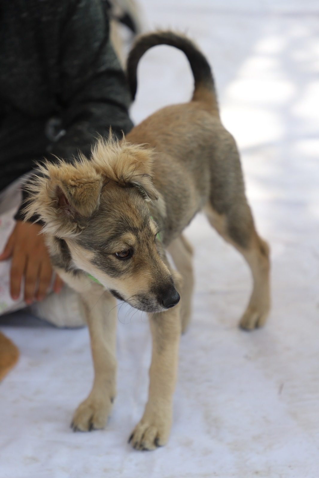 1686256883 133 Los propietarios responsables de sus mascotas acudieron el dia de