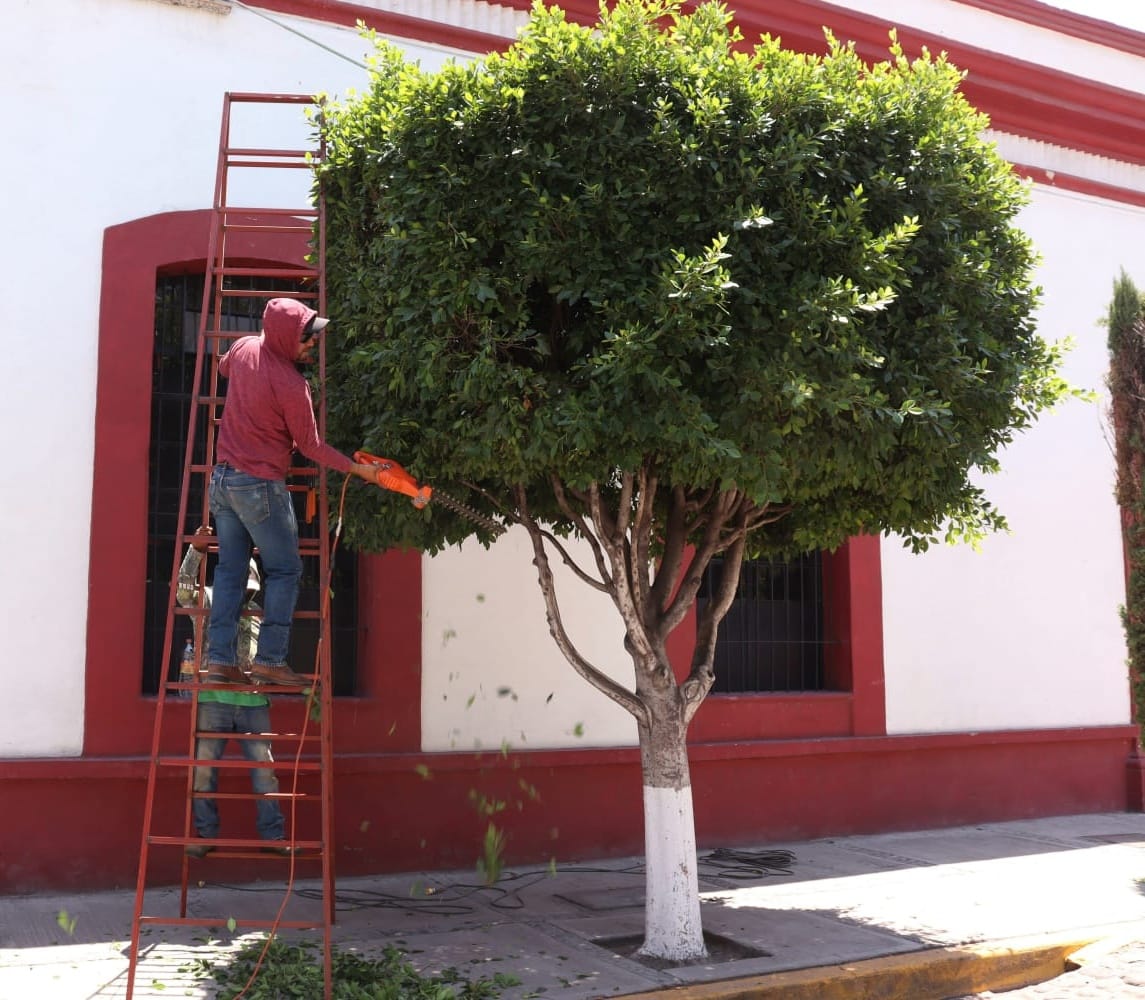 1686351197 969 Mantenimiento Al podar un arbol se esta controlando el