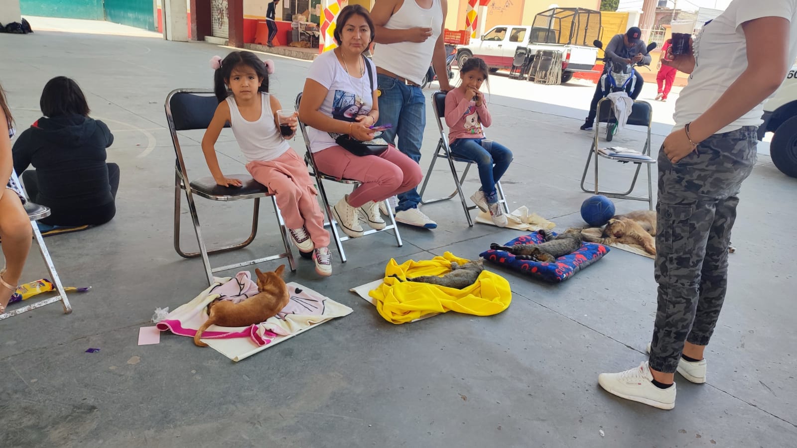 1686399104 701 Llevamos a cabo la jornada de esterilizacion canina y felina