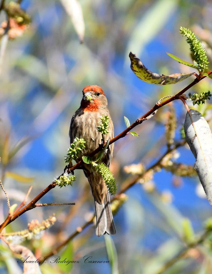 1686416059 549 Fauna de Zumpango En Zumpango encontramos diversos animales como el