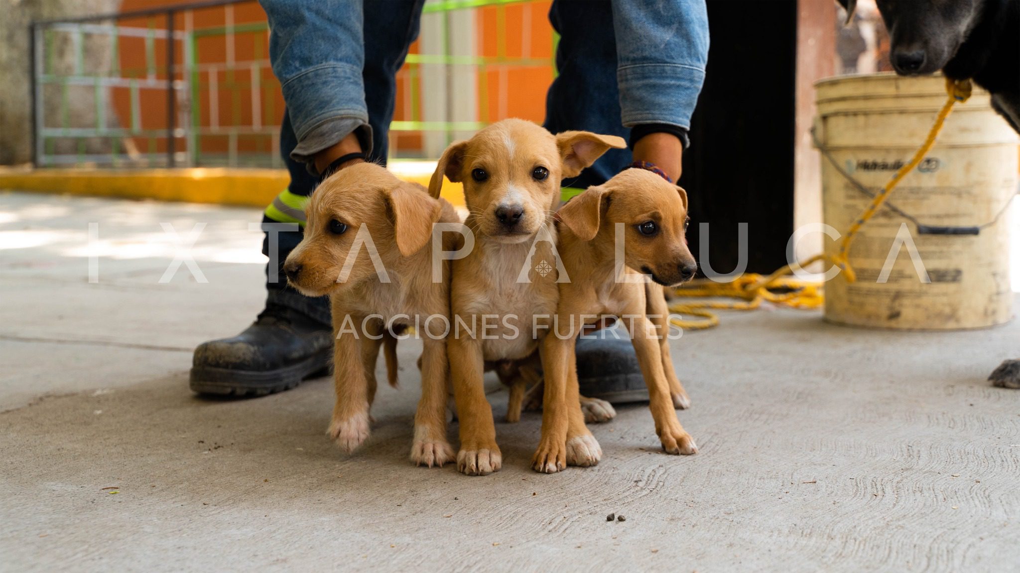 1686433831 464 Gracias a tu participacion en la Octava Jornada esterilizamos a