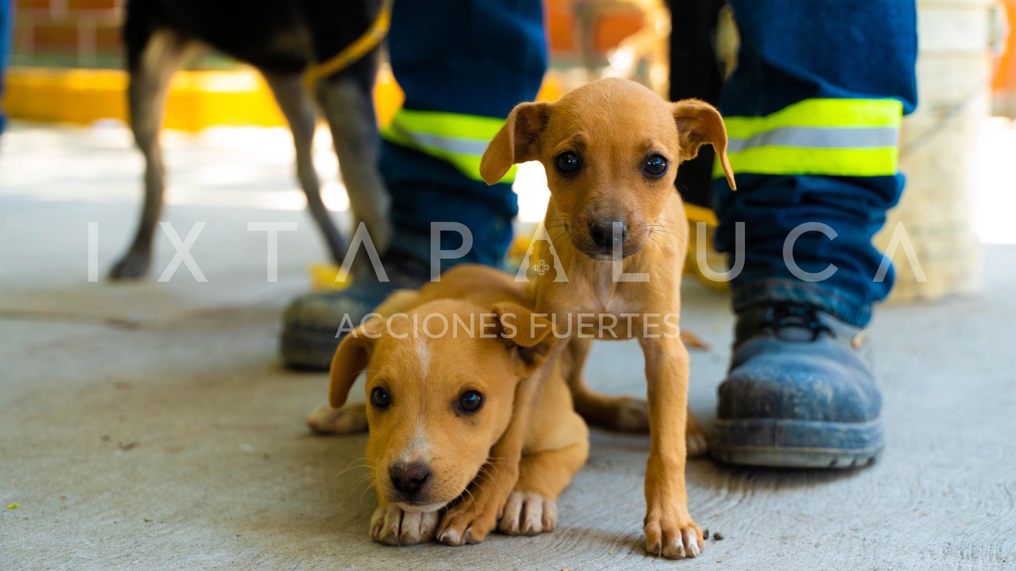 1686433844 285 Gracias a tu participacion en la Octava Jornada esterilizamos a