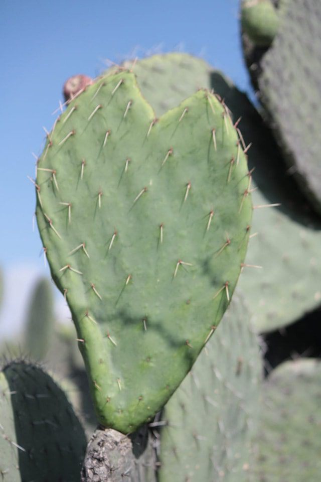 1686496590 537 Flora de Zumpango El paisaje es predominantemente arido y prevalece