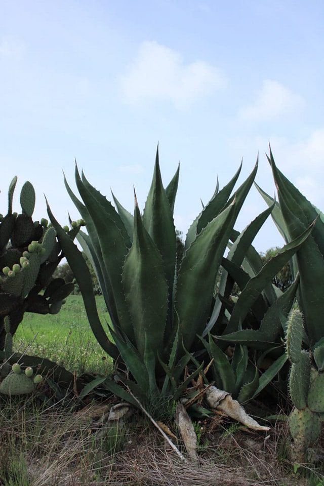 1686496595 420 Flora de Zumpango El paisaje es predominantemente arido y prevalece