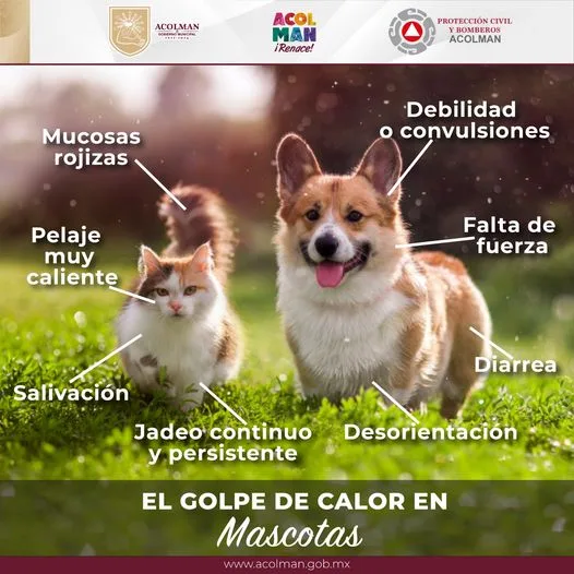 1686676967 Durante este verano nuestras mascotas tambien pueden padecer golpe de jpg