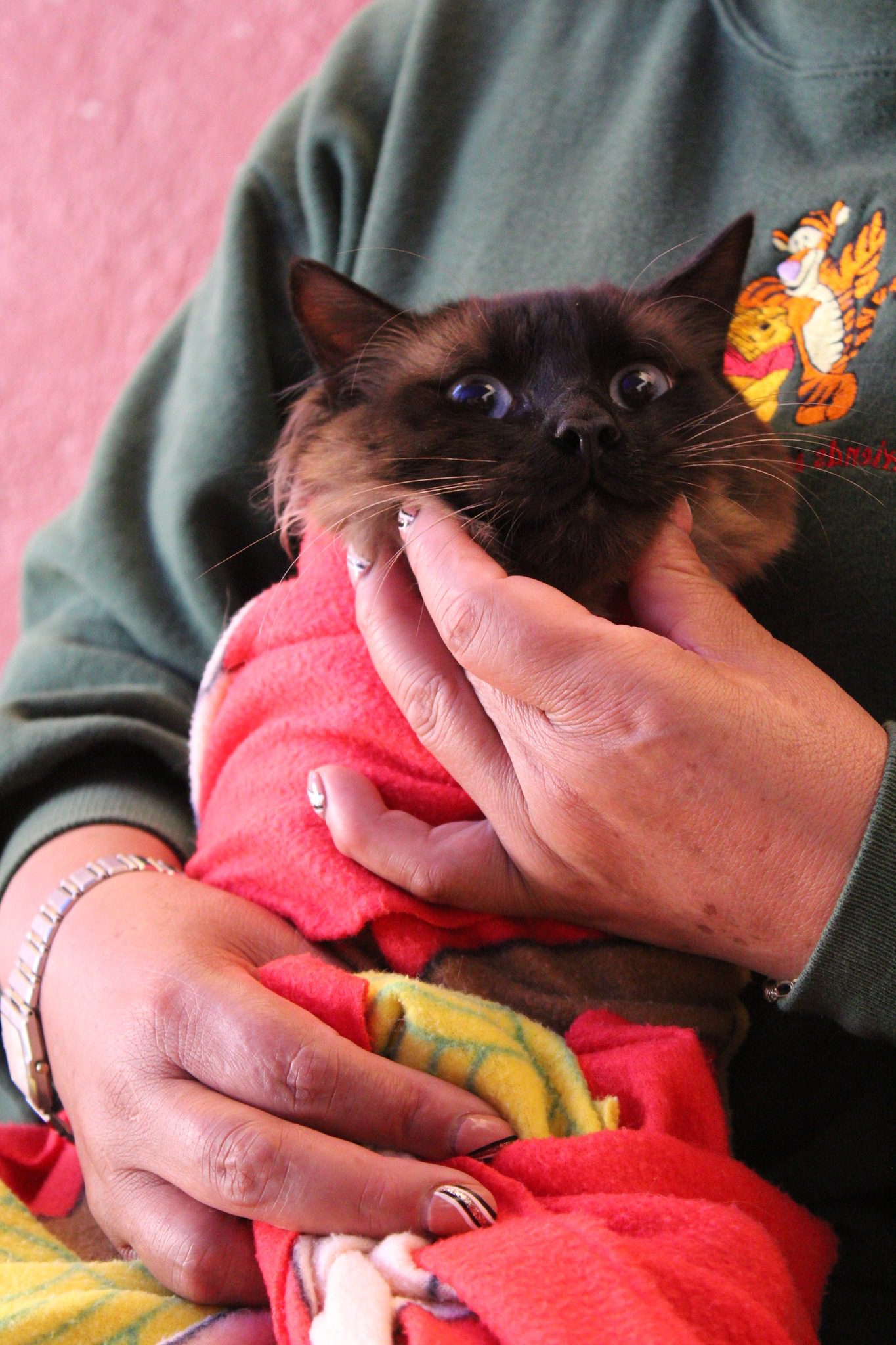 1686678862 608 La jornada de esterilizacion canina y felina esta por dar