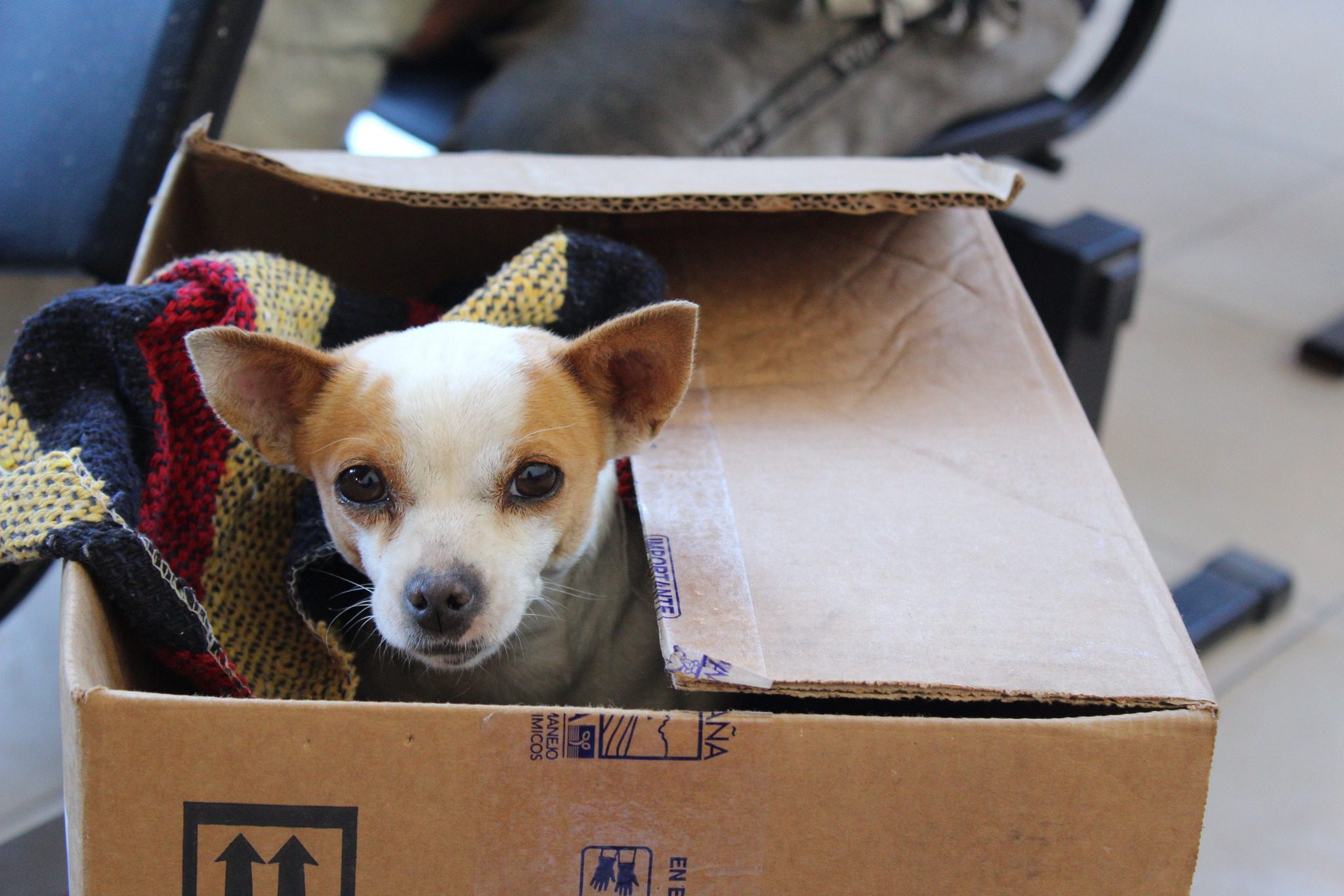 1686678882 198 La jornada de esterilizacion canina y felina esta por dar