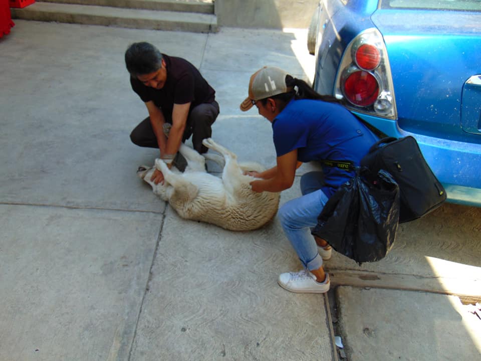 1686766520 517 El Gobierno Municipal de Texcalyacac a traves de la Primera