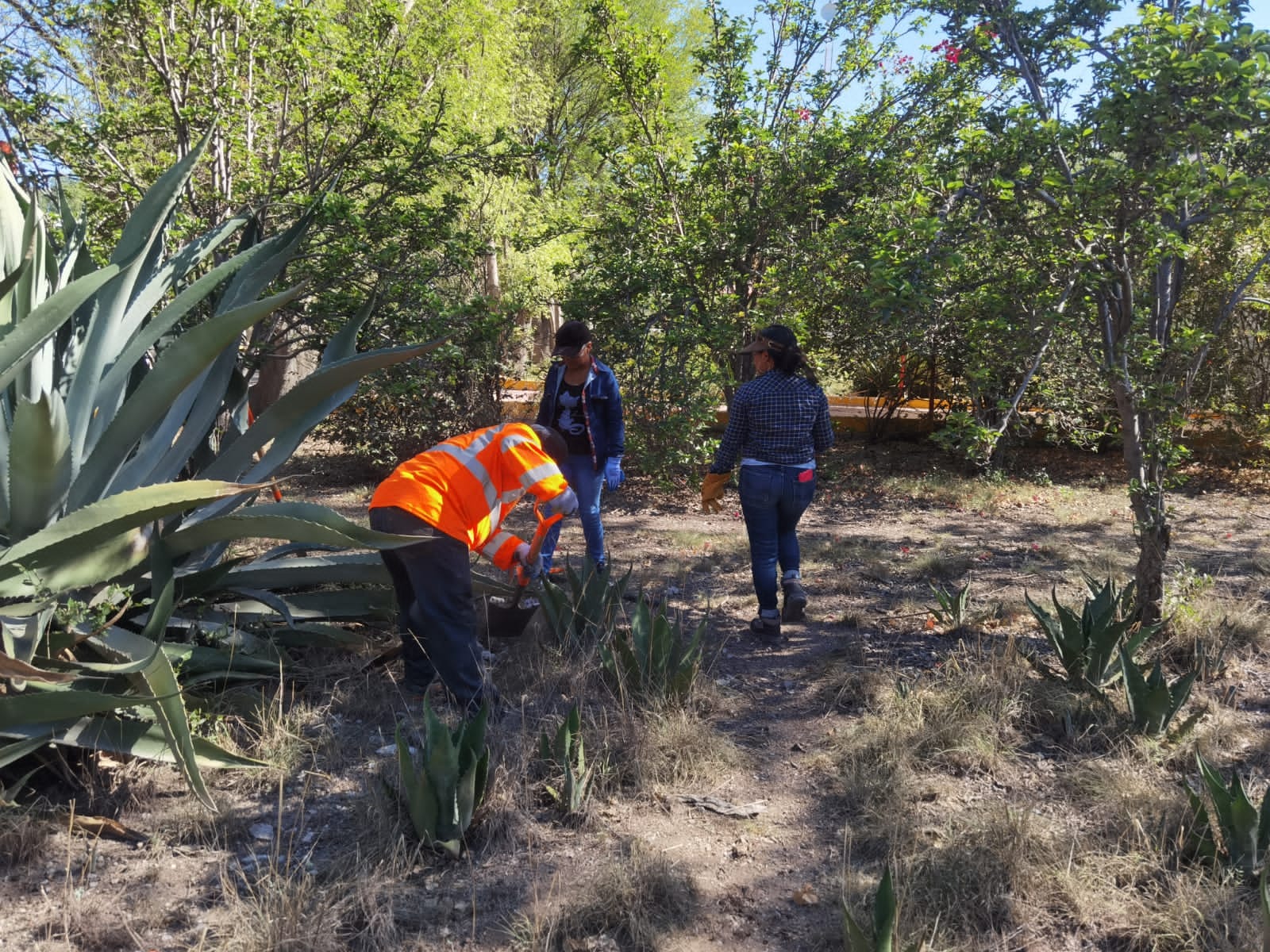 1686833005 437 Los Magueyes son plantas nobles resistentes y admirables Produciendo alimento