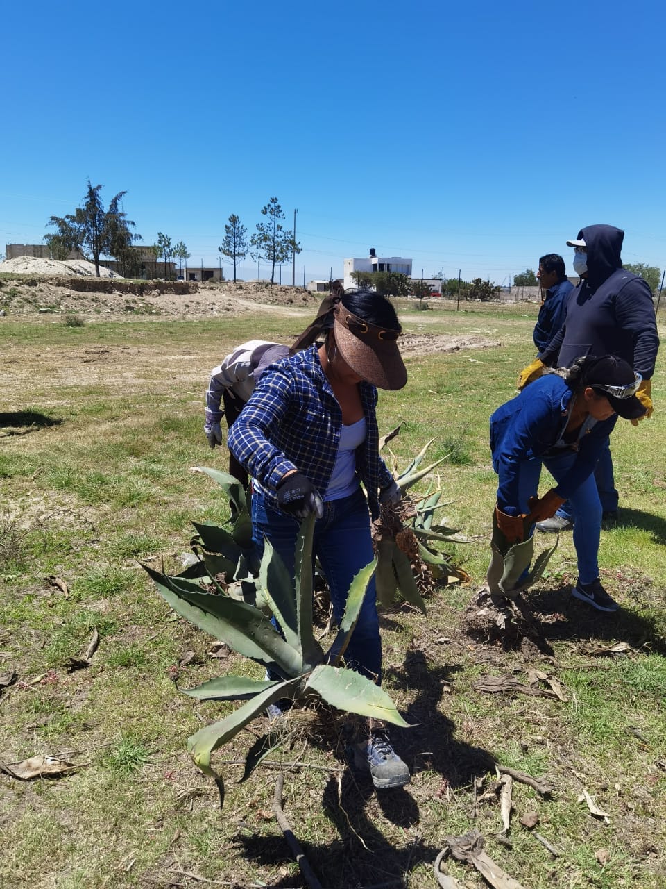 1686833010 549 Los Magueyes son plantas nobles resistentes y admirables Produciendo alimento