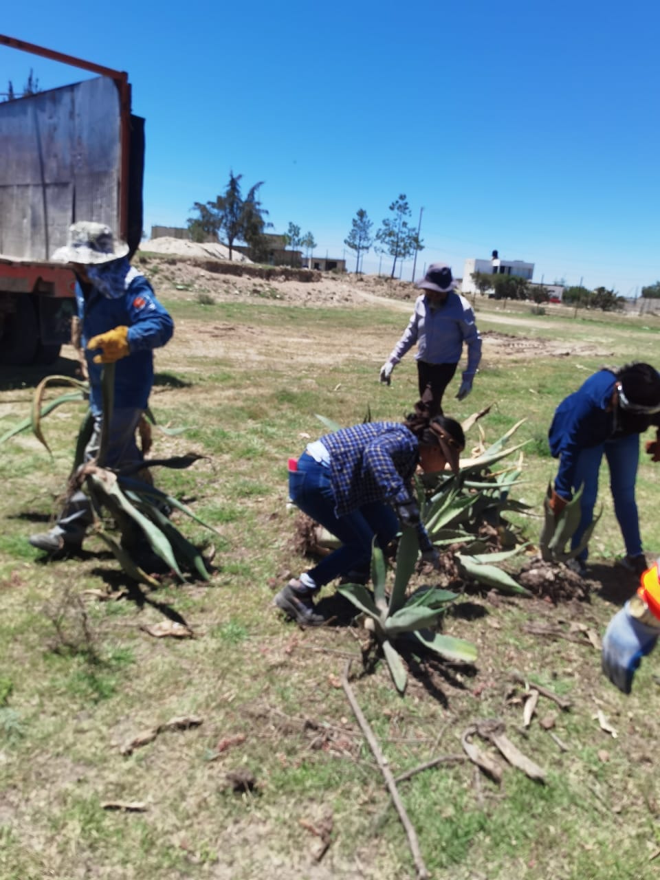 1686833014 548 Los Magueyes son plantas nobles resistentes y admirables Produciendo alimento