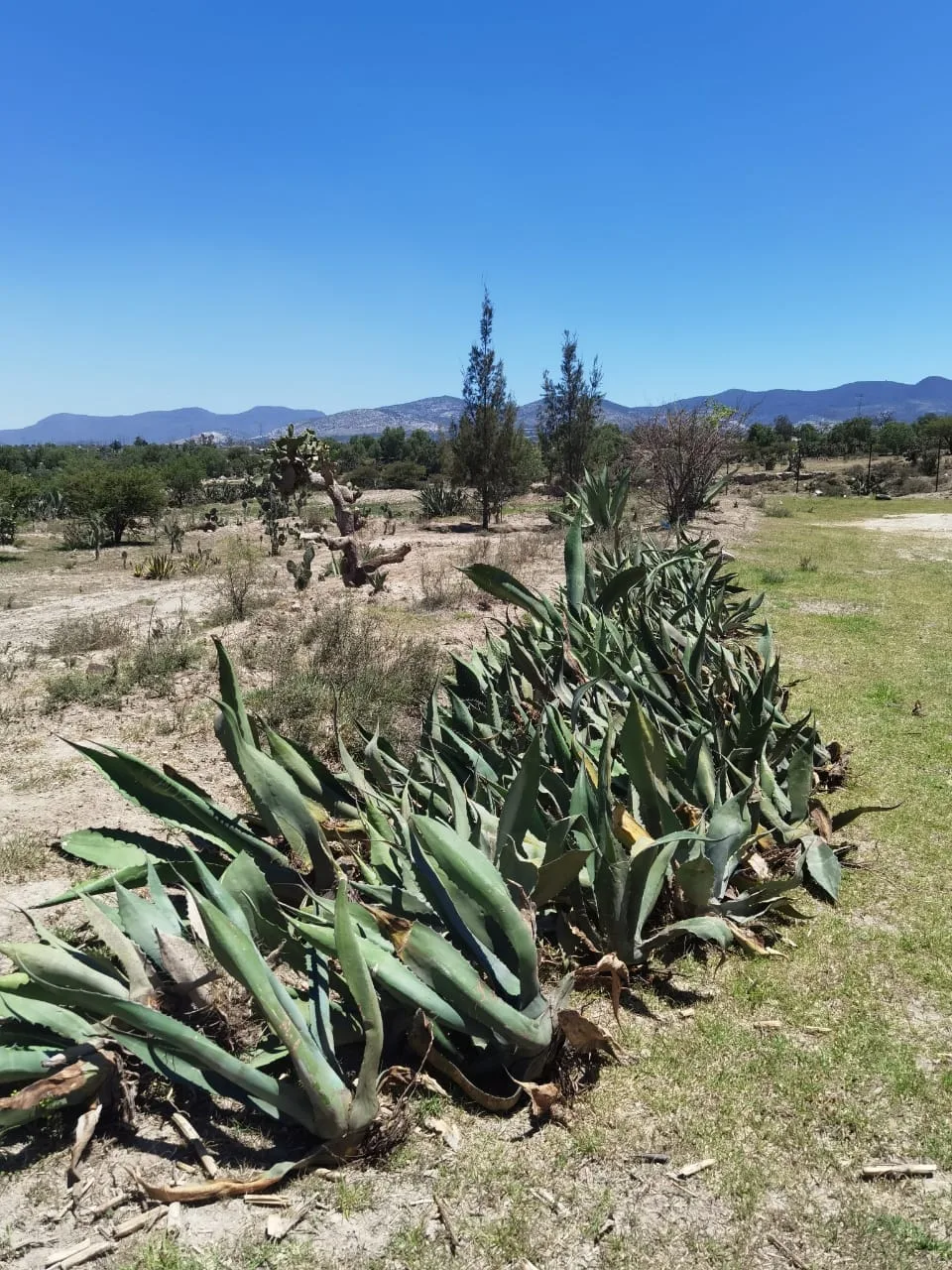 1686833072 Los Magueyes son plantas nobles resistentes y admirables Produciendo alimento jpg