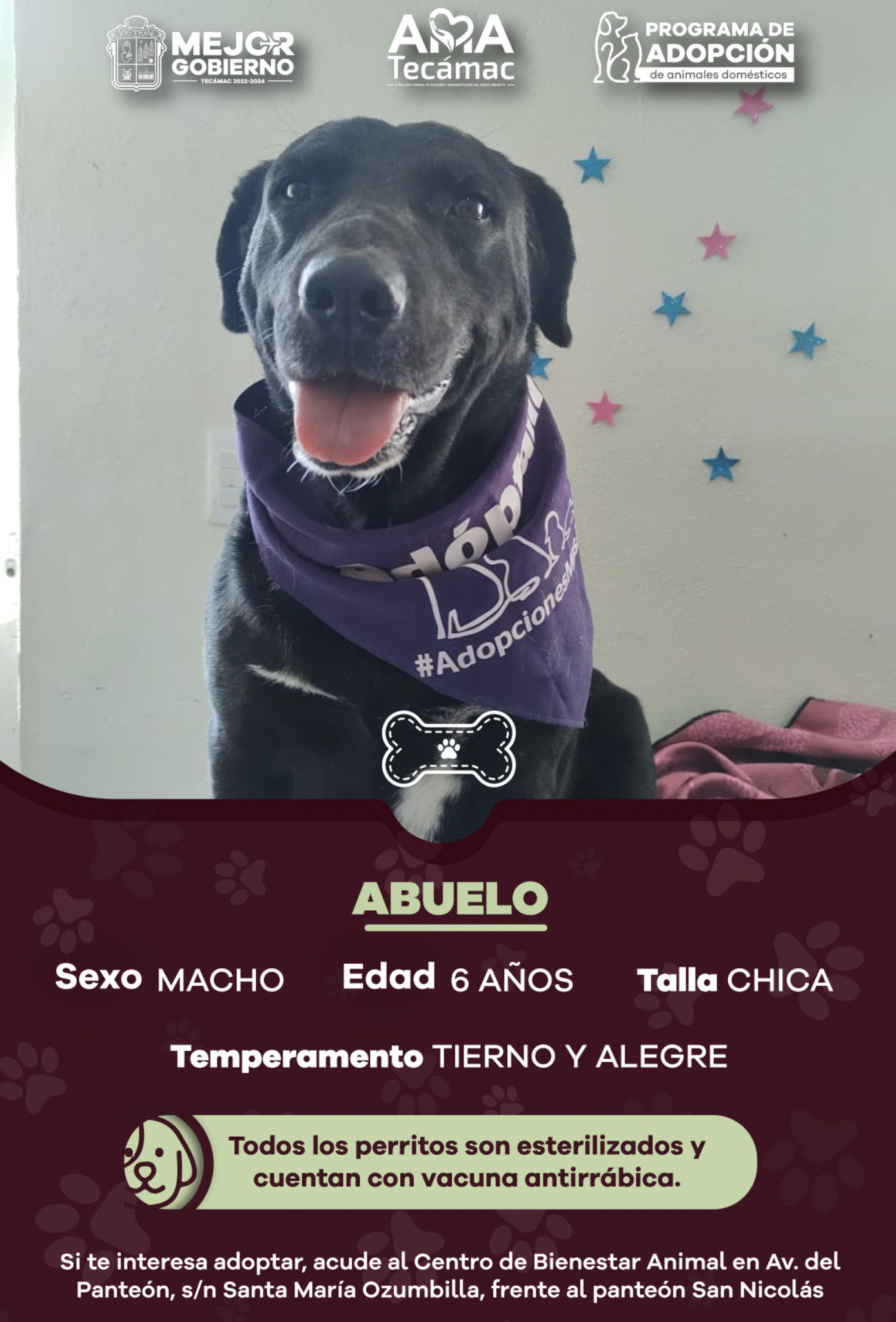 1686855031 516 Estos son nuestros candidatos para AdopcionResponsable ¿Te interesa adoptar