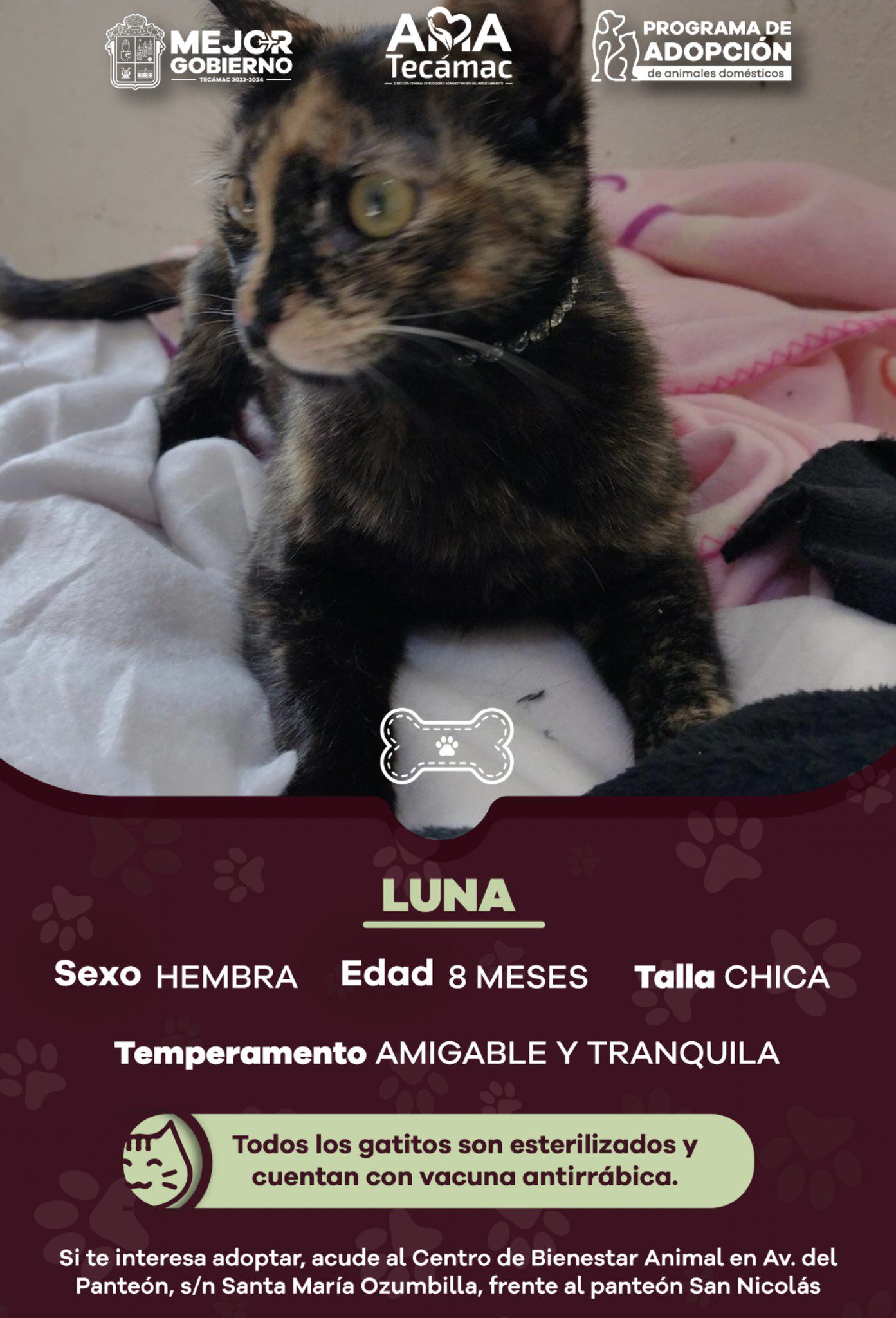 1686855039 812 Estos son nuestros candidatos para AdopcionResponsable ¿Te interesa adoptar