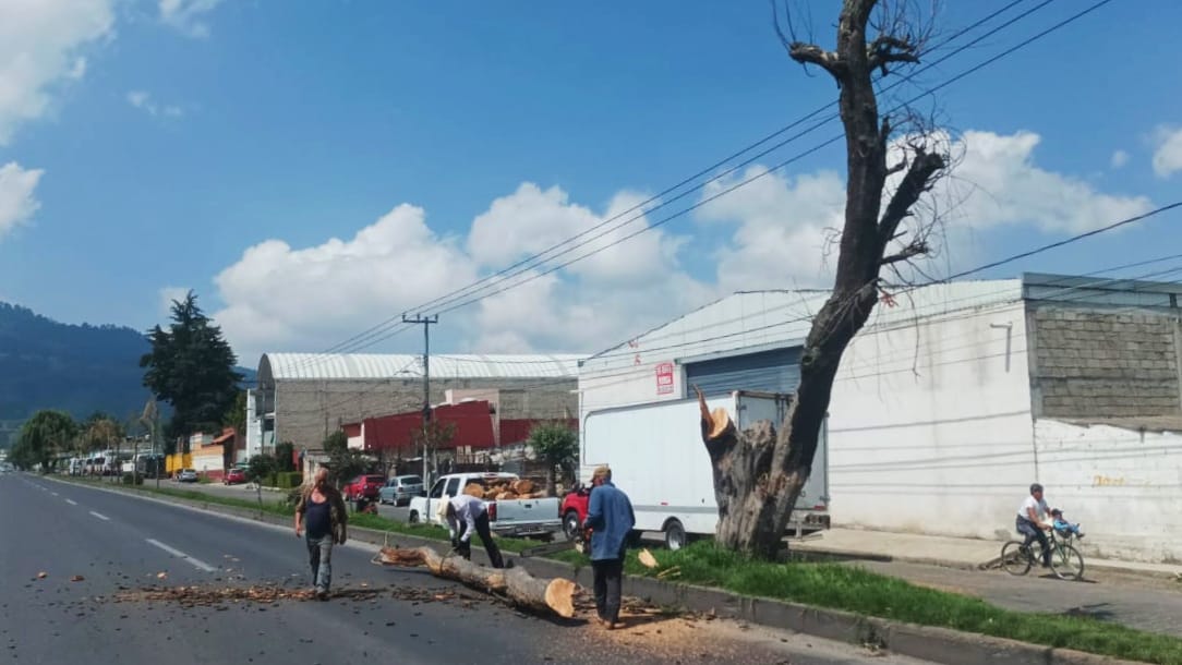 1686946226 770 ¿Sabias que los arbolitos son seres vivos que desafortunadamente pueden