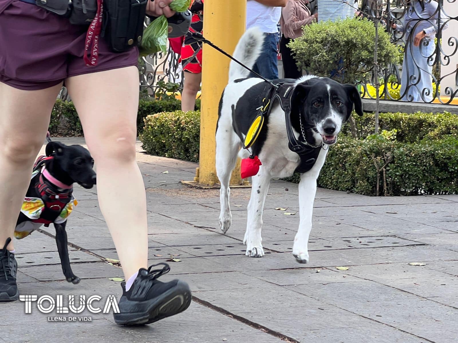 1687123342 910 ¡Asi estamos viviendo el DiaDelPadre en nuestro PaseoDominical