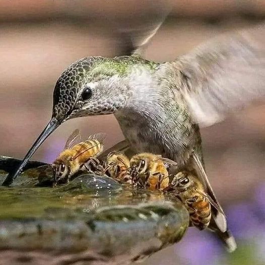 1687127985 Hermosa fotografia lastimosamente no se quien tomo la foto para