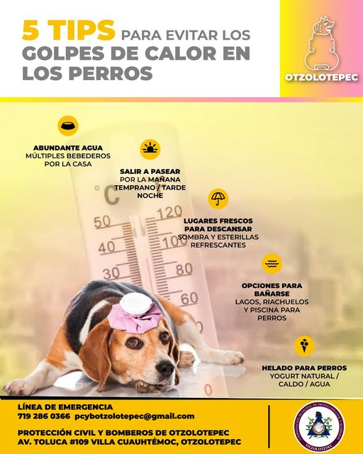 1687186474 No solo los humanos pueden sufrir un golpe de calor