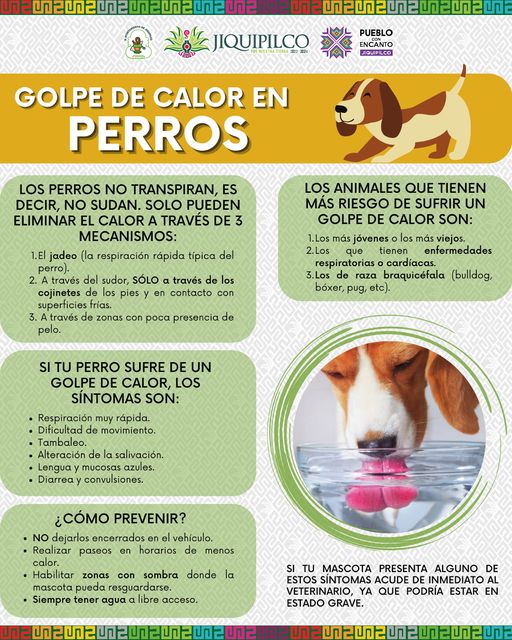 1687189895 Cuidemos a nuestras mascotas ante esta ola de calor