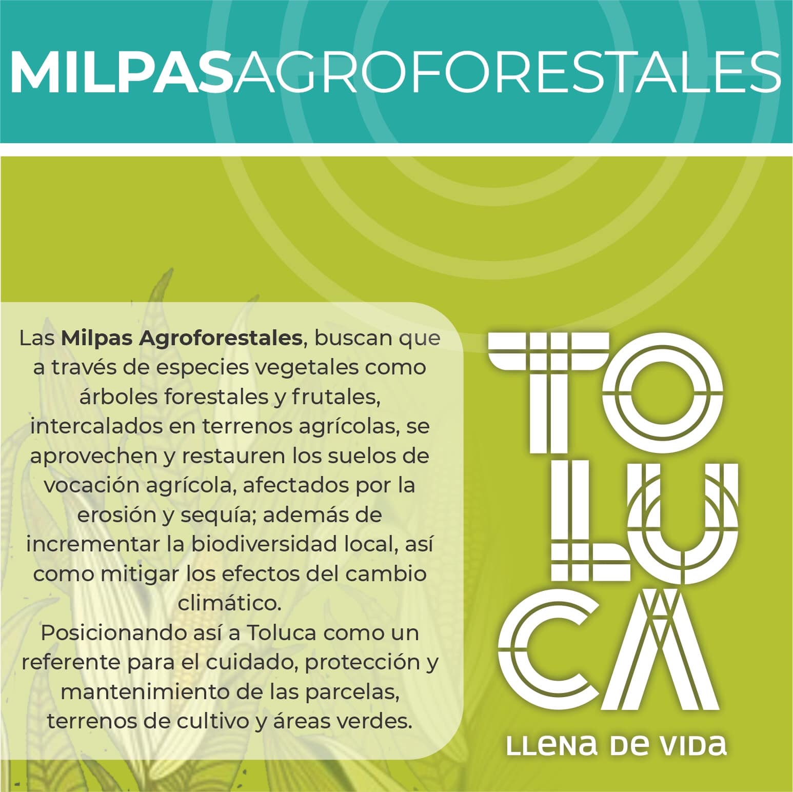 1687270341 309 ¡Participa en nuestro programa Milpas Agroforestales Ayudanos a proteger pa