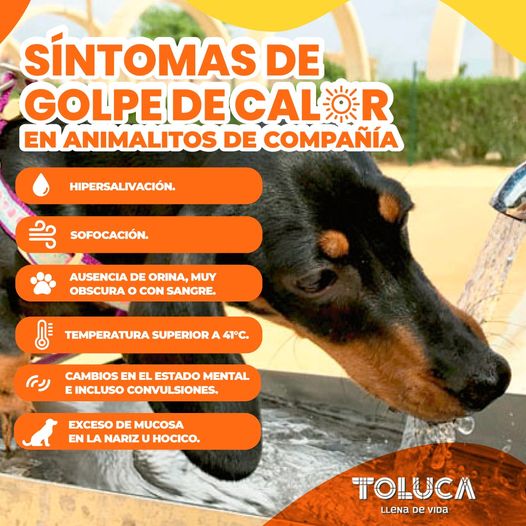 1687285310 En esta OlaDeCalor los animales de compania tambien estan