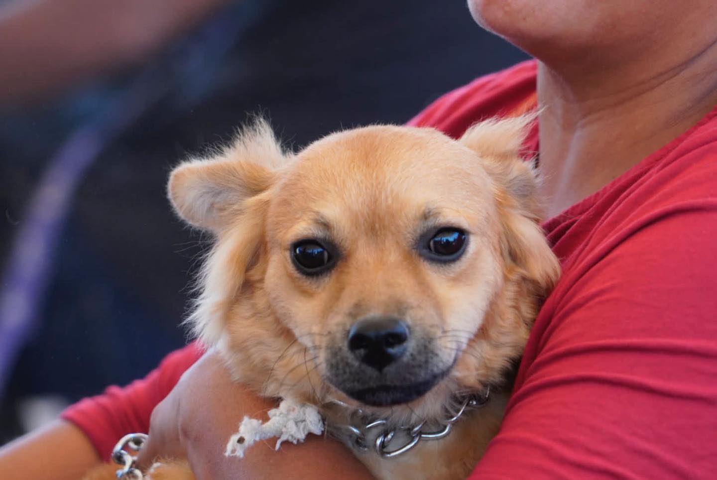 1687303346 486 Jornada de esterilizacion canina y felina Asi se vivio