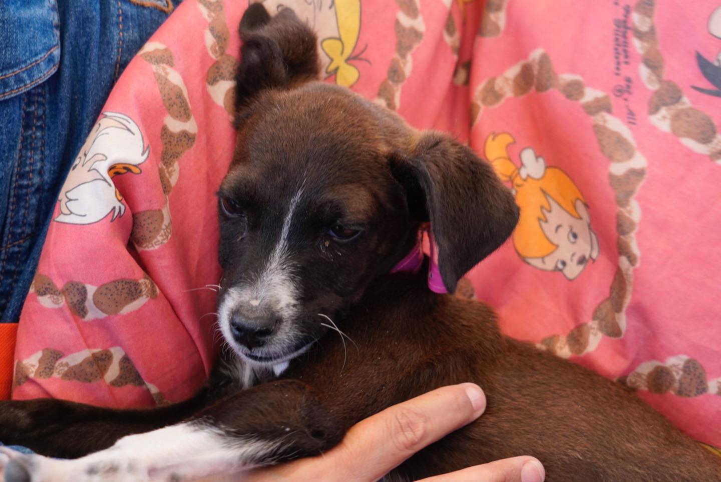 1687303353 178 Jornada de esterilizacion canina y felina Asi se vivio