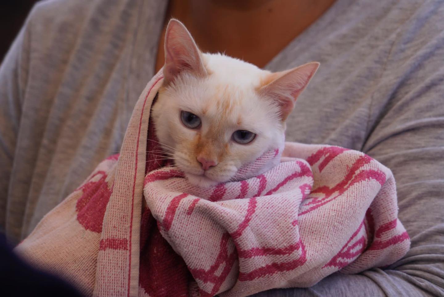 1687303404 Jornada de esterilizacion canina y felina Asi se vivio