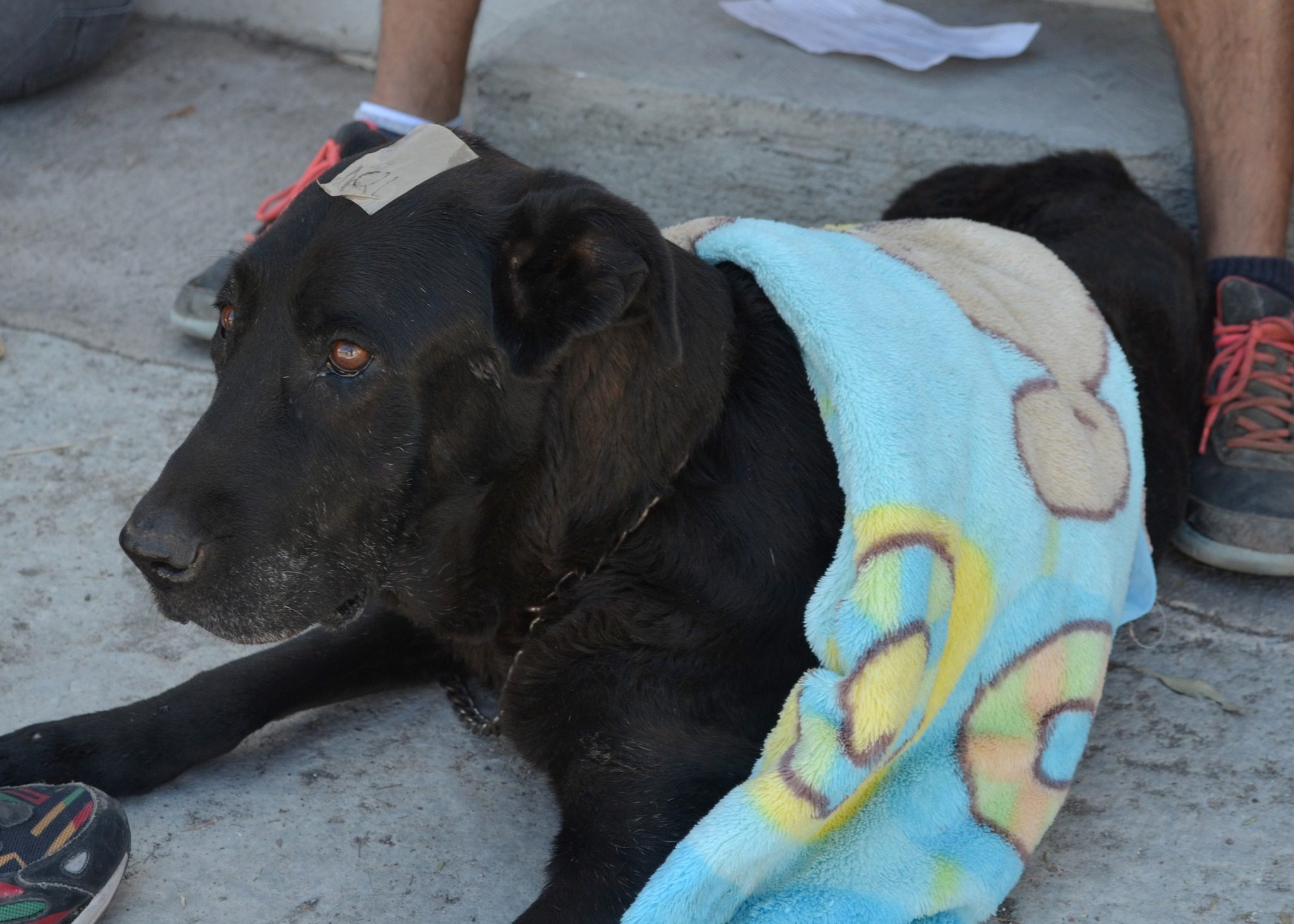 1687384343 473 Dimos por finalizada la jornada de esterilizacion gratuita en la