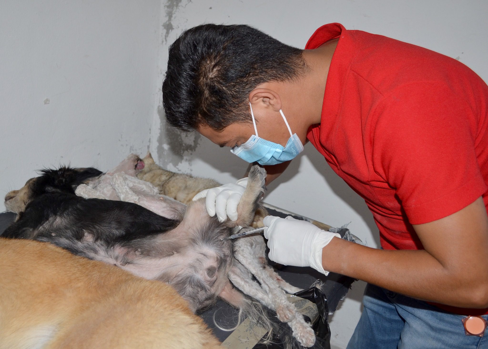 1687384371 621 Dimos por finalizada la jornada de esterilizacion gratuita en la