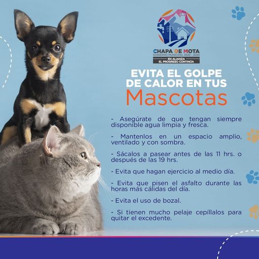 1687386891 Recuerda que tambien las mascotas son parte de la familia