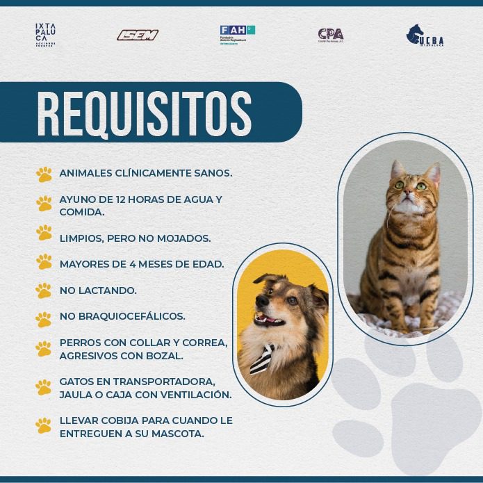 1687450346 52 Para mejorar la calidad de vida de tus mascotas ven