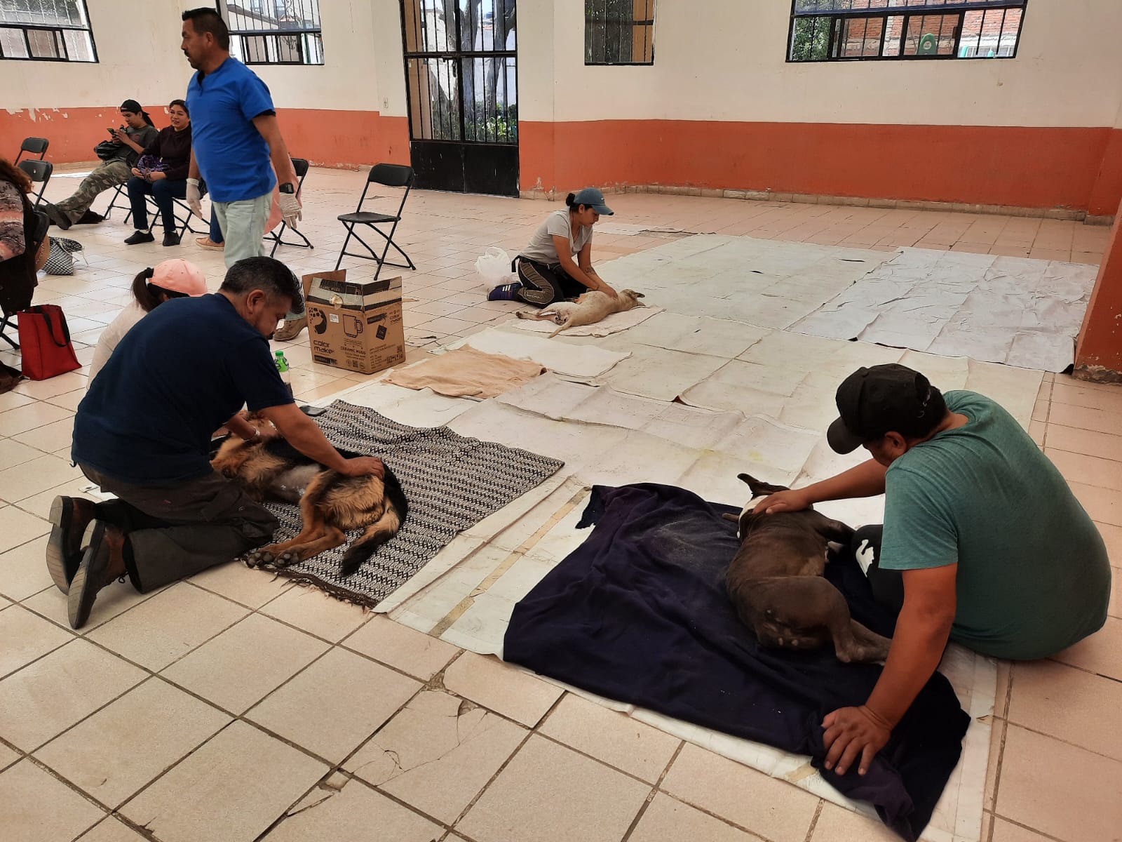 1687462106 216 El servicio de esterilizacion canina y felina se llevo a