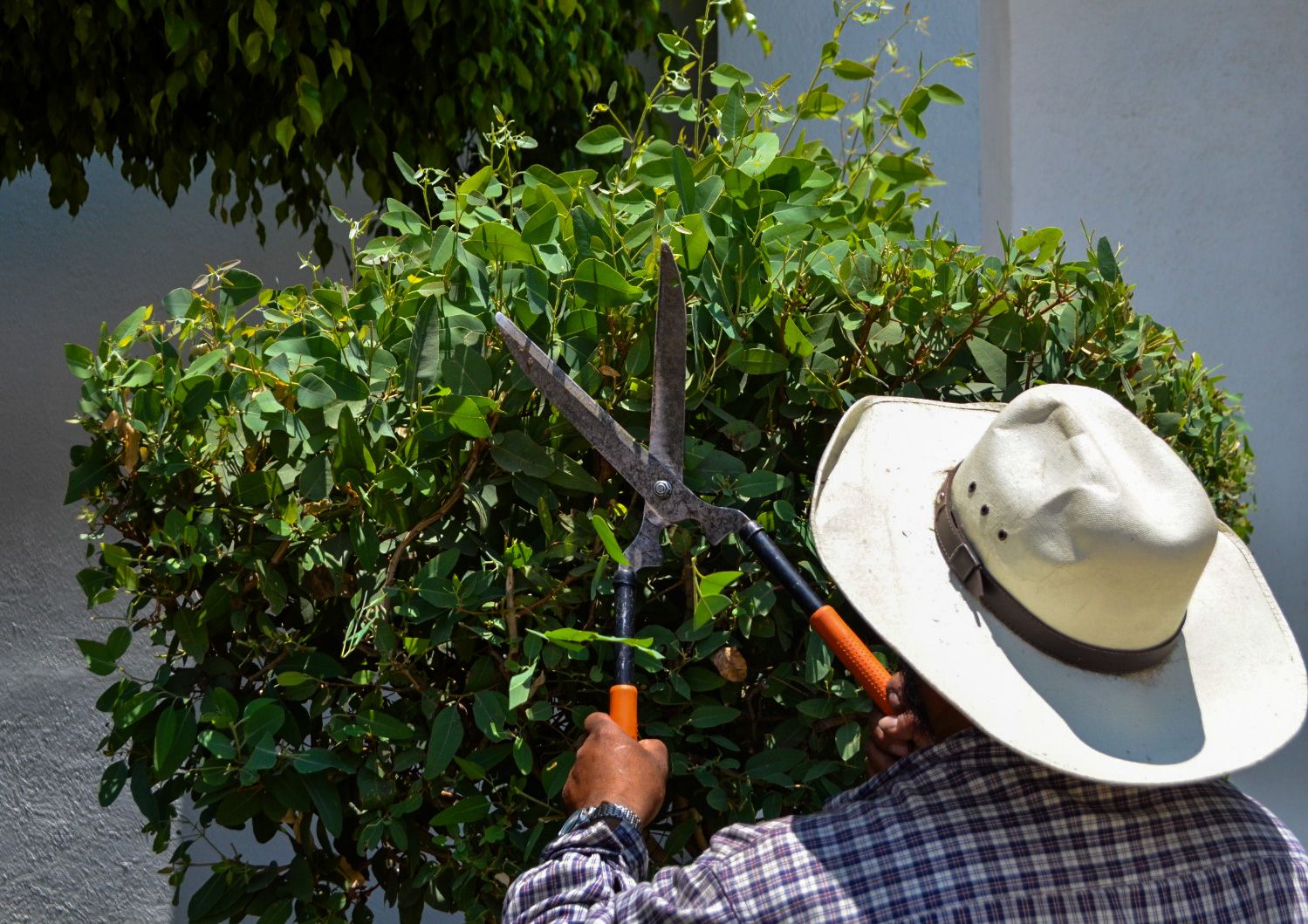 1687637256 356 Ecologia I Trabajos de poda y mantenimiento a las areas