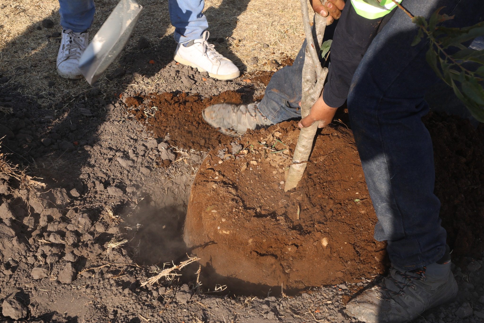 1687710089 663 ¡La campana de reforestacion sigue en marcha Zumpango