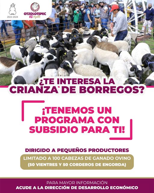 1687882062 La crianza de borregos es una actividad economica para la