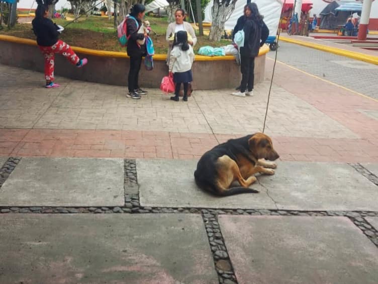 1687884448 266 Procuramos a las mascotas de las familias tenanguenses Ayer se