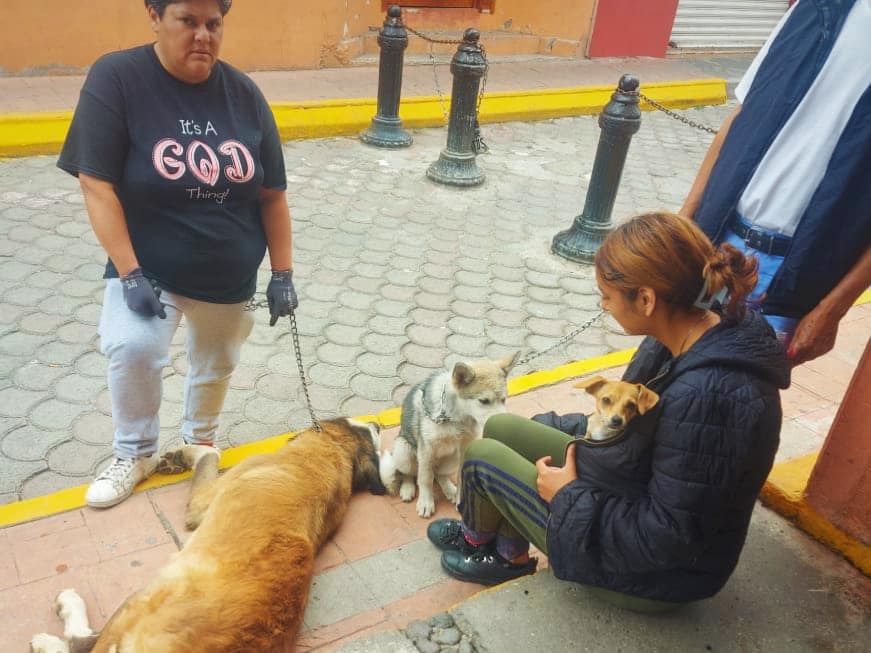 1687884503 Procuramos a las mascotas de las familias tenanguenses Ayer se