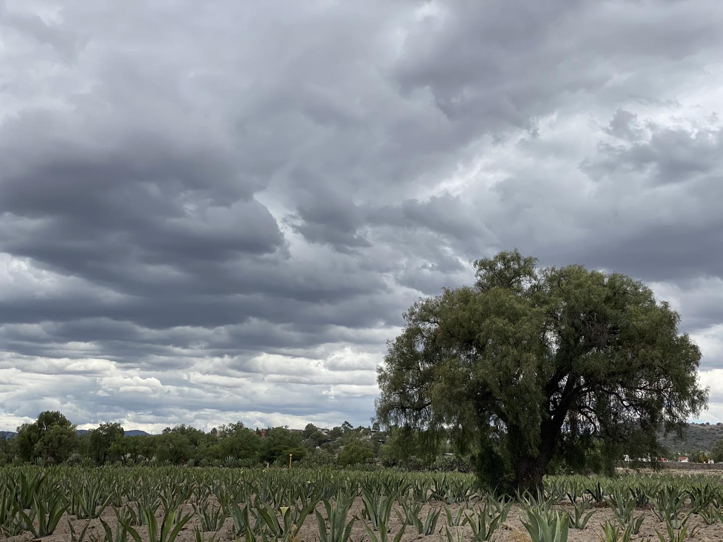 1687888854 La naturaleza es la libertad que podemos ver tocar y