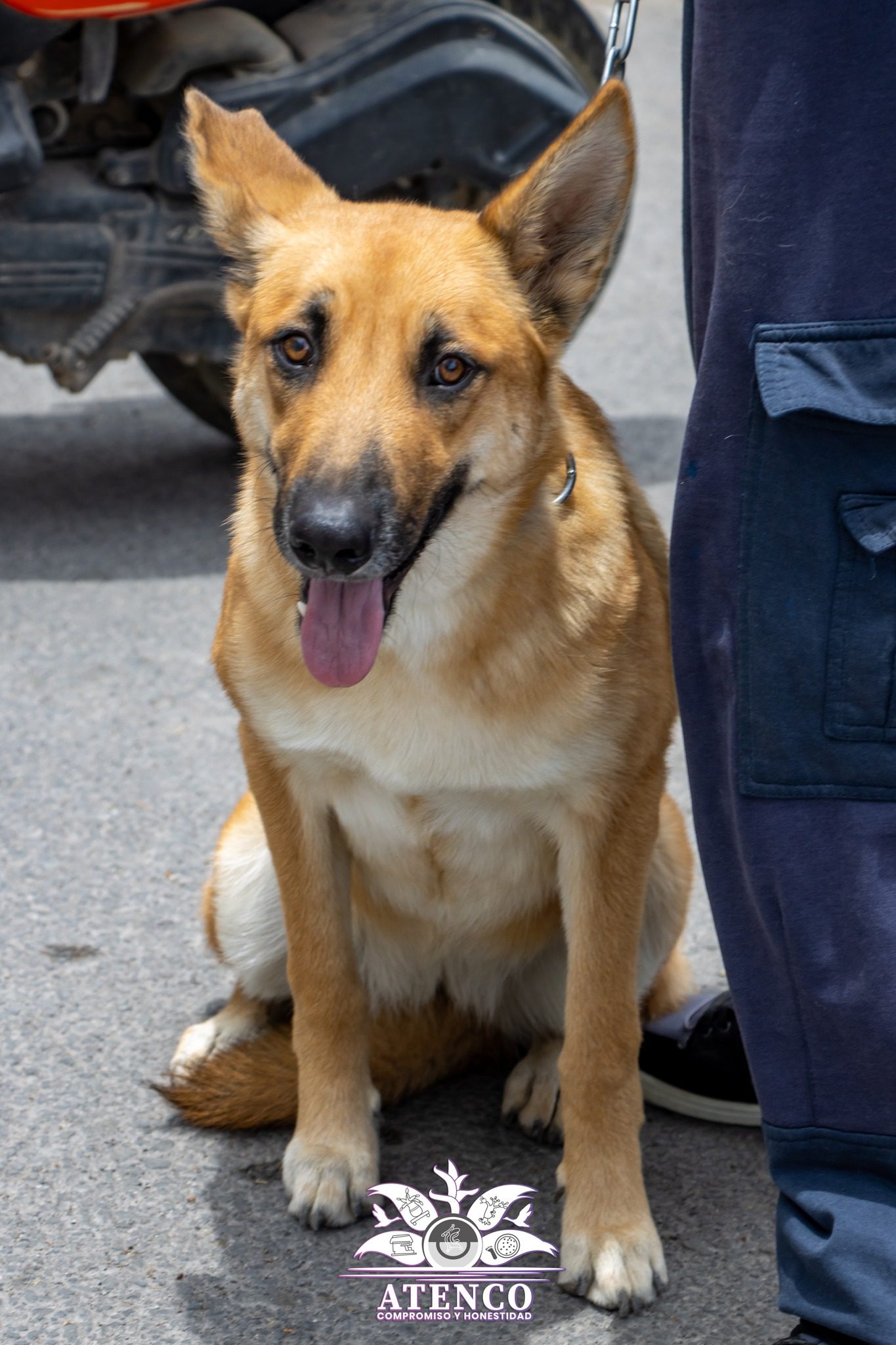 1687995448 773 SEXTA JORNADA DE ESTERILIZACION CANINA Y FELINA 2023