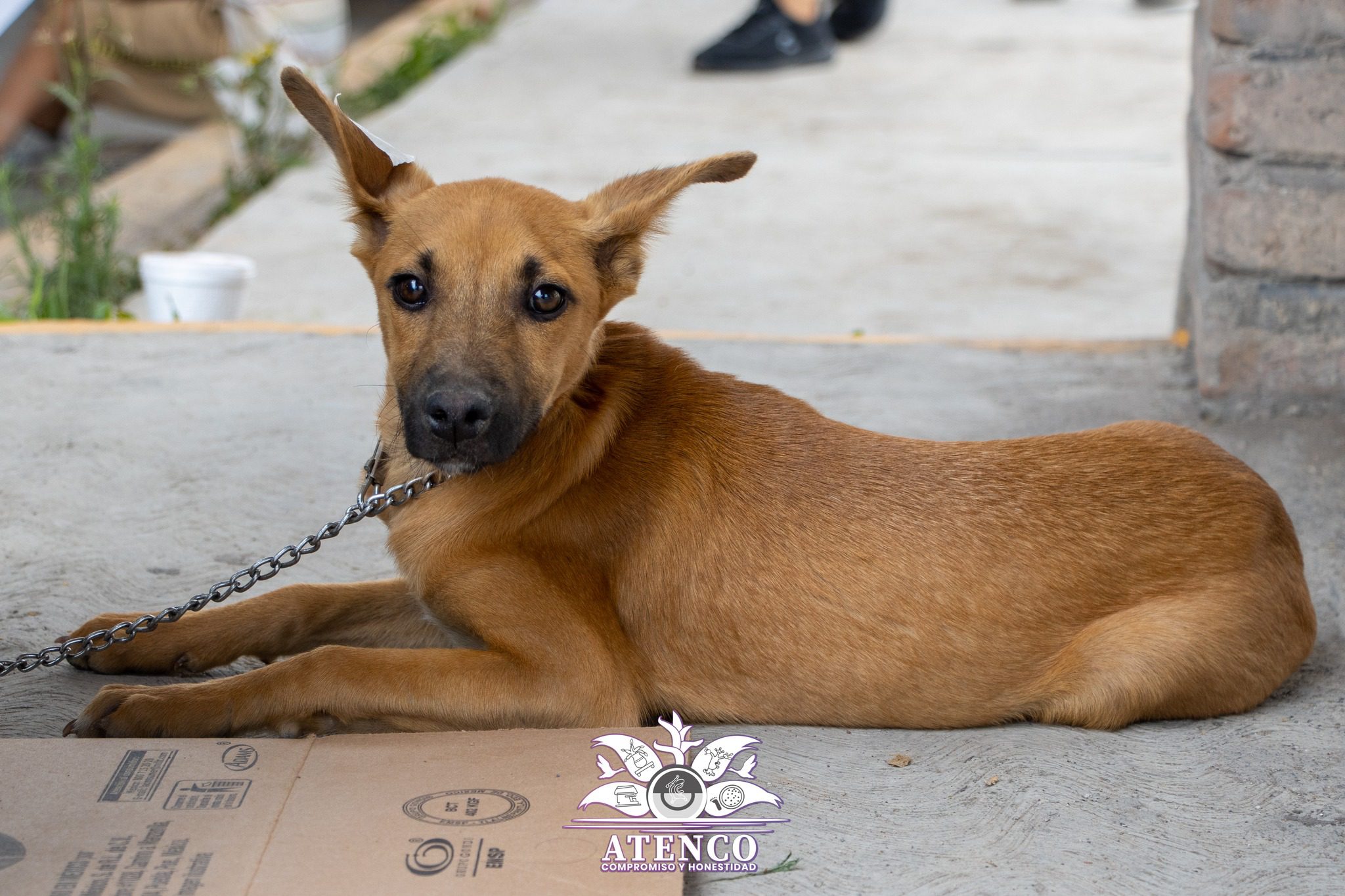 1687995454 208 SEXTA JORNADA DE ESTERILIZACION CANINA Y FELINA 2023