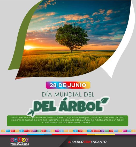 1688040884 Hoy celebramos el Dia Mundial del Arbol una ocasion para