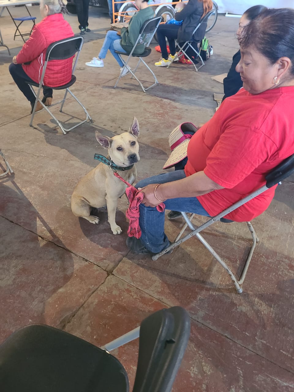 1688162302 967 JORNADA DE ESTERILIZACION CANINA