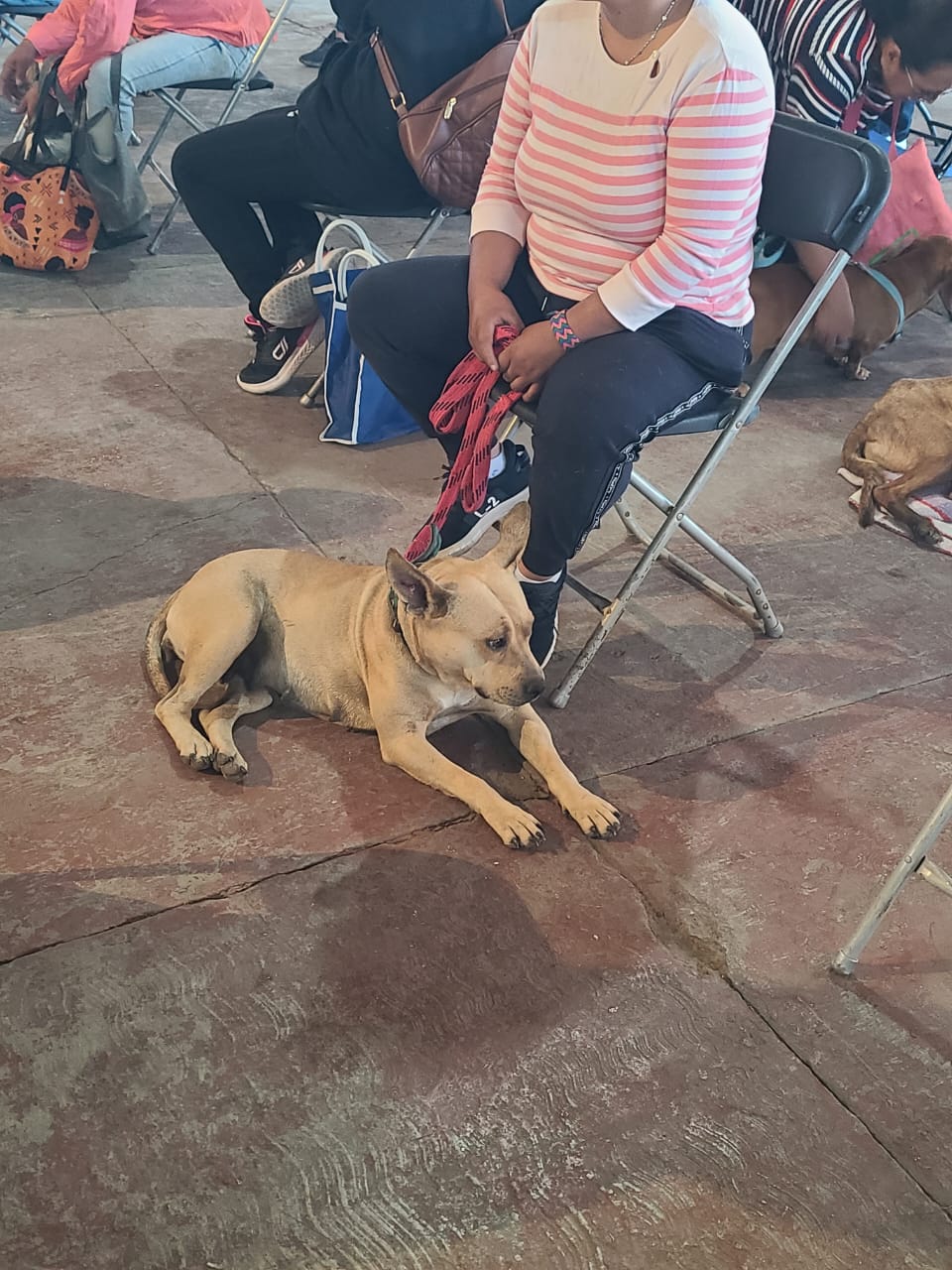 1688162371 JORNADA DE ESTERILIZACION CANINA