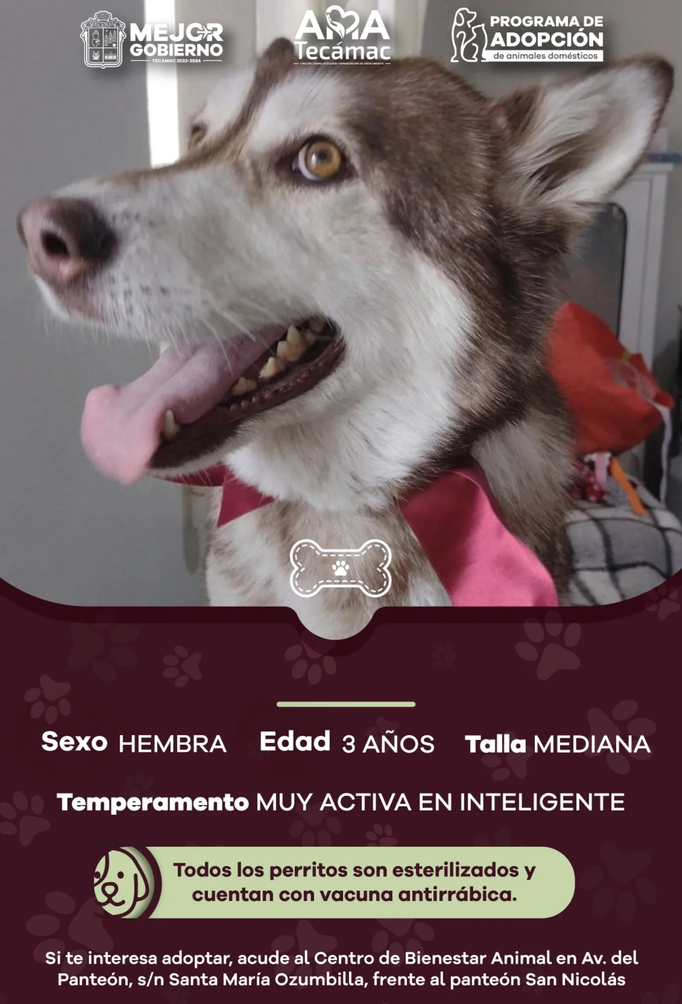 Estos son nuestros candidatos para AdopcionResponsable ¿Te interesa adoptar jpg